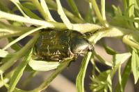 Potosia cuprea