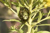 Potosia cuprea