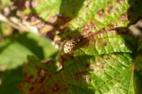 Anisosticta novemdecimpunctata