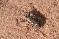 Cicindela hybrida