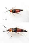 Lordithon lunulatus