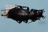 Carabus monilis