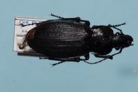 Carabus monilis