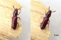 Corticeus unicolor