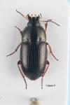 Amara familiaris