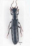 Tasgius ater