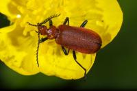 Pyrochroa serraticornis