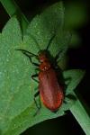 Pyrochroa serraticornis