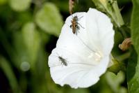 Oedemera nobilis