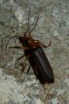 Nacerdes carniolica