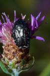 Oxythyrea funesta