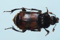 Nicrophorus vespillo