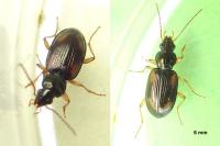 Bembidion tetracolum