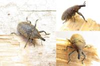 Larinus turbinatus