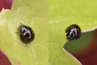 Chilocorus bipustulatus