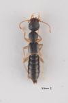 Astenus immaculatus