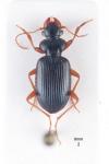 Leistus fulvibarbis