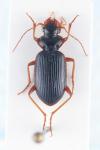 Leistus rufomarginatus