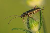 Donacia clavipes