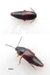 Tachinus humeralis