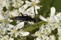 Rutpela nigra