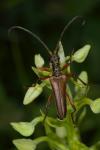 Stenocorus meridianus