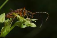Stenocorus meridianus