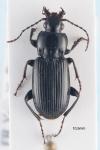 Pterostichus anthracinus