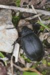 Galeruca tanaceti