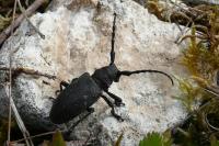 Lamia textor