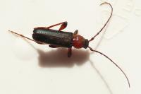 Phymatodes testaceus