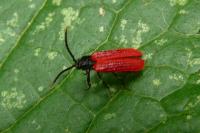 Platycis minutus