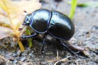 Anoplotrupes stercorosus