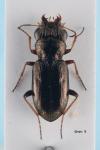 Notiophilus rufipes