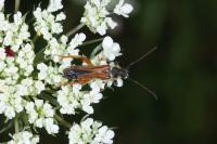 Stenopterus rufus