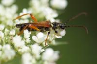 Stenopterus rufus
