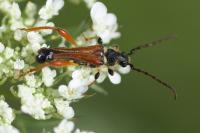 Stenopterus rufus