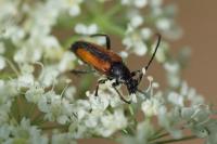 Stenurella melanura