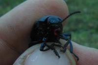 Timarcha tenebricosa