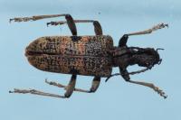Rhagium mordax