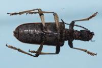 Rhagium mordax