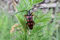 Leptura aurulenta