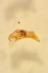 Asaphidion curtum