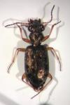 Asaphidion flavipes