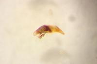 Asaphidion flavipes
