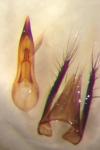 Philonthus quisquiliarius