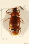 Anthobium atrocephalum