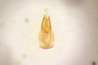 Anthobium atrocephalum