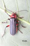 Cantharis rustica