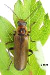 Cantharis terminata